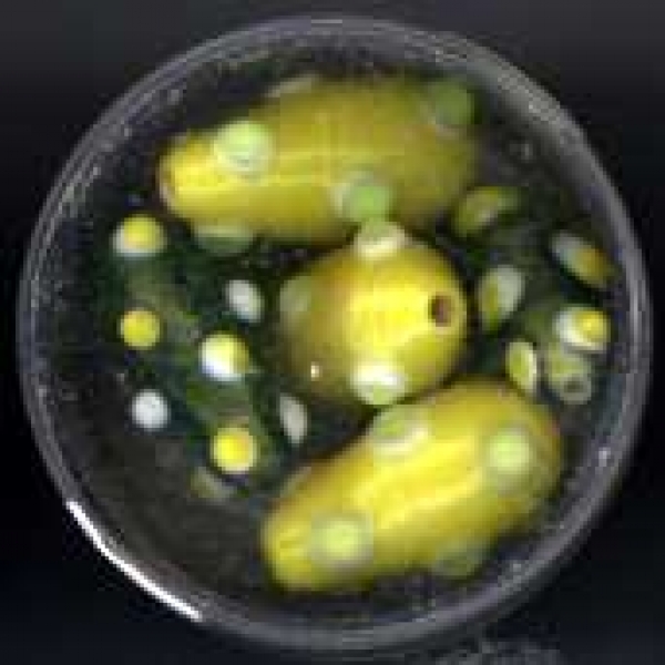 Glasperlen Tropfen gelb-grün-weiss